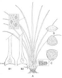 Image result for Isoetes welwitschii