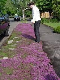 Thymus Red Creeping Thyme Red Creeping Thyme Outdoor Gardens Dream Garden