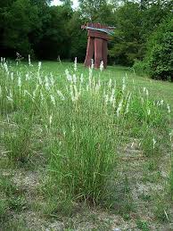 Image result for Bothriochloa