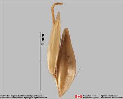 Image result for Holcus