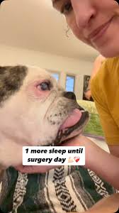 Tomorrow is surgery day ❤️‍🩹, Serenity is in good spirits and ready for  her big surgery to fix her broken pelvis. , Send all the good energy 🙏🏼✨,  P.S.: Serenity is still in need of an ATX foster ...