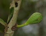 Image result for Ficus capreifolia