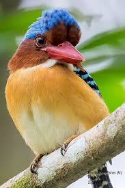 Pandemics like coronavirus are happening because we exploit wildlife. Male Banded Kingfisher Lacedo Pulchella In Pahang Malaysia By Tony Tan Kingfisher Beautiful Birds Animals