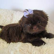 We only have & raise shih tzu's. Shih Tzu Puppies For Sale Shih Tzu Breed Info Boca Raton Florida