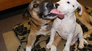 Mein Hund will deinen Hund küssen: Warum Hunde einander das Gesicht ablecken