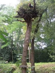 Rutas Con Los Peques El Bosc Encantat En 2020 Destinos Viajes Rutas Senderismo