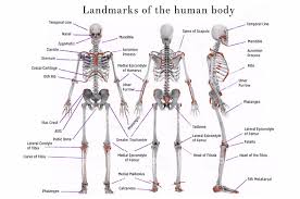 The Landmarks Of The Body Noella Roos Art