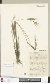 Image result for Andropogon pseudapricus