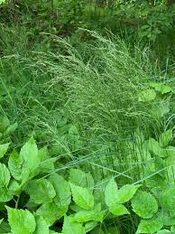 Image result for Digitaria compressa