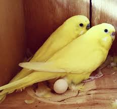 Black Birds You Can Have As Pets Adorable Parrots Budgies Bird Budgies Parakeet
