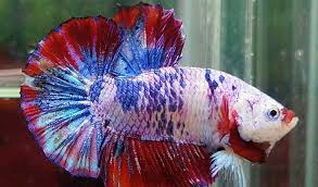 0896 8388 4241 link untuk memasarka. Banyak Untung Kenali 10 Jenis Dan Harga Ikan Cupang Paling Banyak Dicari Aplikasi Pertanian Media Agribisnis Gdm Agri