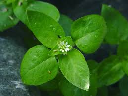 Image result for Stellaria