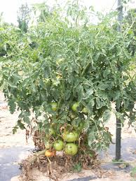 Image result for Septoria leaf spot of tomato
