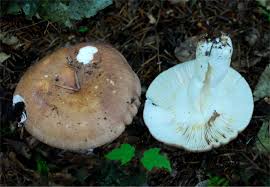 Image result for Russula variata