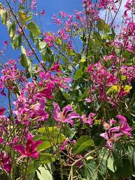 Recently added hawaiian tropical flowers and plants Tropical Gardening Fall Gardening With Flowering Annuals Shrubs And Trees Hawaii Tribune Herald