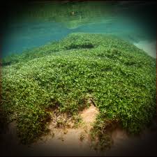 Image result for Heteranthera