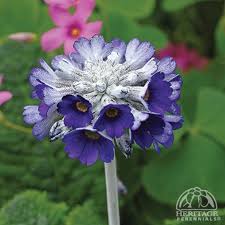 Image result for Primula capitata
