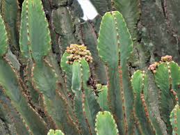Image result for Euphorbia candelabrum
