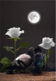 Tumblr Amor Entre Rosas C S Luna De Amor Rosas Bonitas Rosas