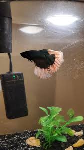 Betta Fish Is This Fin Rot Just Got Him A Week Ago And Just Noticed This Came From A Cup At Petsmart I Know Petsmart Is Ho In 2020 Baby Betta