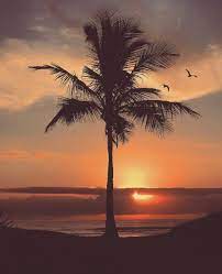 Check spelling or type a new query. Sunset Similar Hashtags Picsart