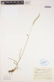 Image result for Anthephora