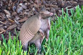 Reasons Why Armadillo Is Not A Good Pet Quirquincho Animales Animales Salvajes