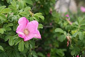 Check spelling or type a new query. Easiest Roses To Grow In New England New England Today