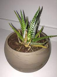 One yellow leaf often means nothing. Ask A Question Forum My Zebra Cactus Is Dying Garden Org
