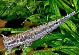 Umpan Mancing Ikan Bawal Harian Umpan Mancing Ikan Lele Kolam Umpan Mancing Ikan Nila Umpan Mancing Ikan Patin Umpan Mancing Ikan Semb Ikan Ikan Akuarium Kolam