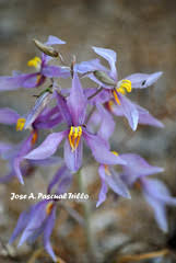 Image result for Tecophilaeaceae