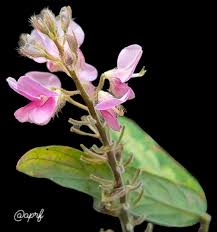 Image result for Teramnus labialis