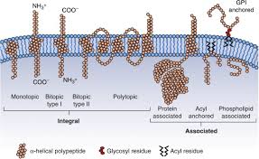 Transmembrane Domain An Overview Sciencedirect Topics