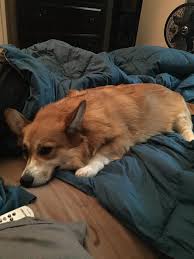 Cosmos got a new toy as long as he is 🤣