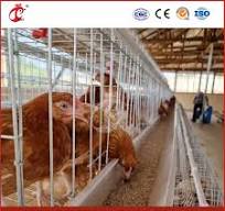 Meilleure cage à poules de type petite cage Chine poulailler mobile usine  OEM personnalisé caractéristique respirante cages pour volailles pour  poussins pour 10000 oiseaux
