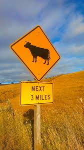 Cow Traffic For Miles Big Sky Country Country Farm Country Charm