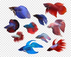 Siamese Fighting Fish Cobalt Blue Anatomy Seabed Animals Blue Animals Png Pngegg