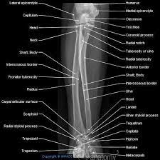 Pin On Weapon And War Anatomy