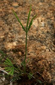 Image result for Actiniopteris dimorpha