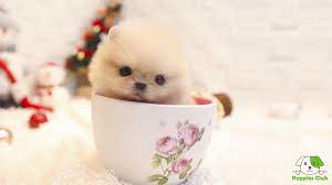 Teacup Pomeranian What S Good And Bad About Em Pomeranian Puppy Teacup Pomeranian Puppy Teacup Pomeranian