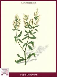 Image result for Aloysia citrodora