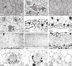 Image result for Kalanchoe crenata