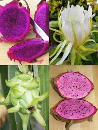 Dragon fruit is a climbing cactus and will need support to climb. 8 Plant Dragon Fruit Cactus Mix Hylocereus Urban Tropicals