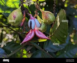 Image result for Paullinia pinnata