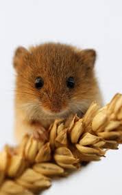 Harvest Mouse Portrait By Kattphotography On Deviantart Cute Animals Harvest Mouse Animals Wild