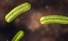 Here's what you need to know about the bacteria, and what happens if you get it. Cornell Scientists Discover Five Unknown Species To Listeria Genus 2021 05 26 Food Safety