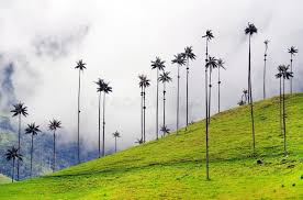 The Wax Palm Trees From Cocora Valley Are The National Tree The Symbol Of Colom Ad Valley National Tree Cocora Wax Ad Palm Trees Palm World
