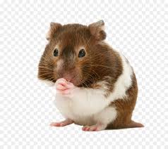It is a very clean transparent background image and its resolution is 481x501, please mark the image source when quoting it. Hamster Background