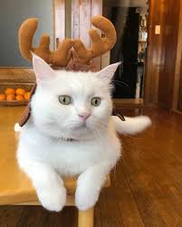 히끄 #메리크리스마스🦌 #머리가커서슬픈짐승 #루돌프인데썰매안끌고 #고구마팔것같은느낌🍠 #히돌프🎅🏻🤶🏻