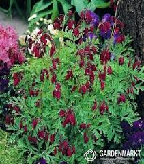 Dicentra formosa (luxuriant) 2 by katsu333. Dicentra Formosa Luxuriant Herzen Luxuriant 1 St Gardenmarkt De